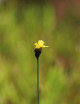 Xyris sp. - Mini-montículos