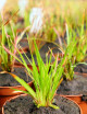 Xyris sp. - Mini-montículos
