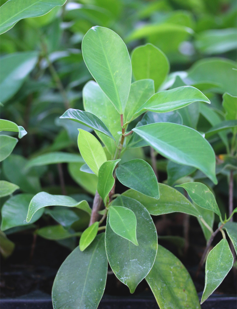 Ficus microcarpa ginseng - Mini terrones