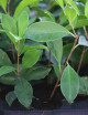 Ficus microcarpa ginseng - Mini terrones