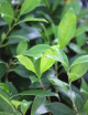 Ficus microcarpa ginseng - Mini terrones
