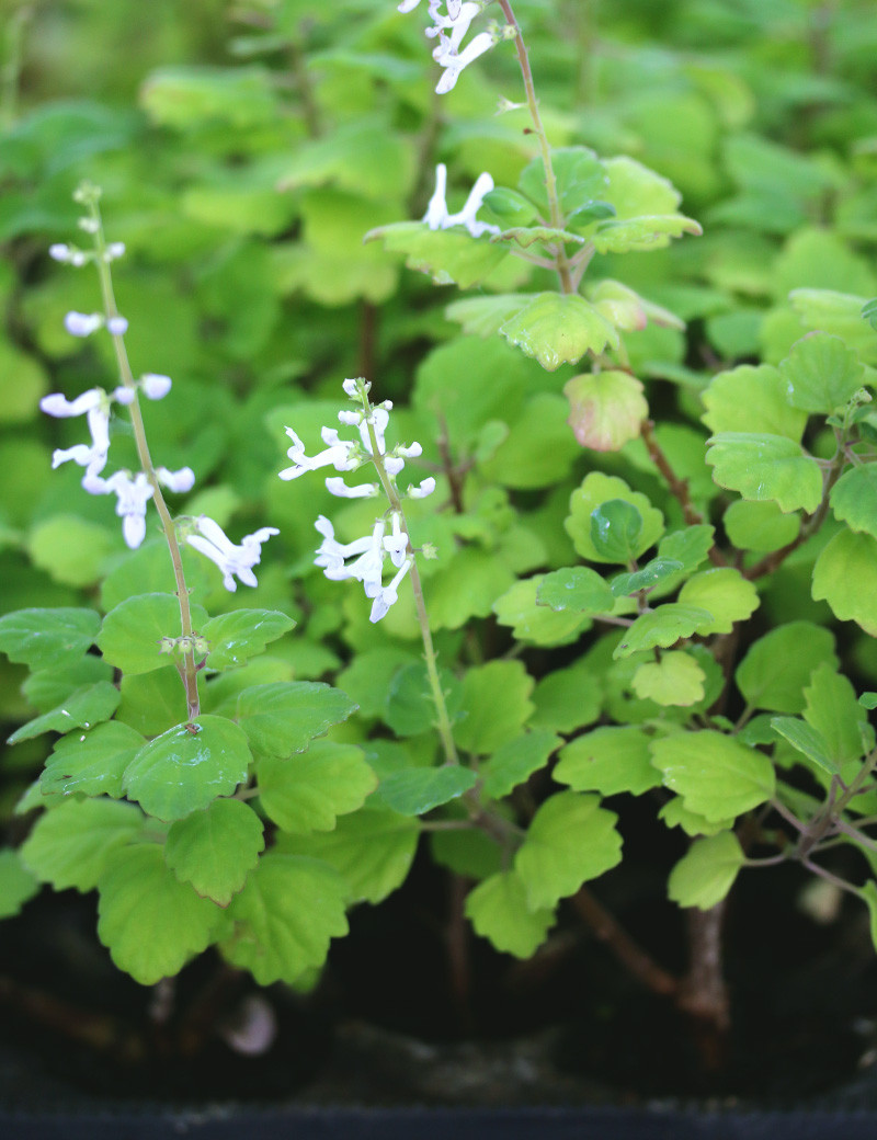 Plectranthus ernestii - Minimotas