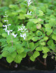 Plectranthus ernestii - Minimotas