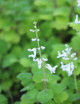 Plectranthus ernestii - Minimotas