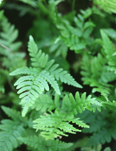 Dryopteris erythrosora - Mini-montículos