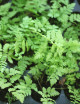 Dryopteris carthusiana - Mini-montañas