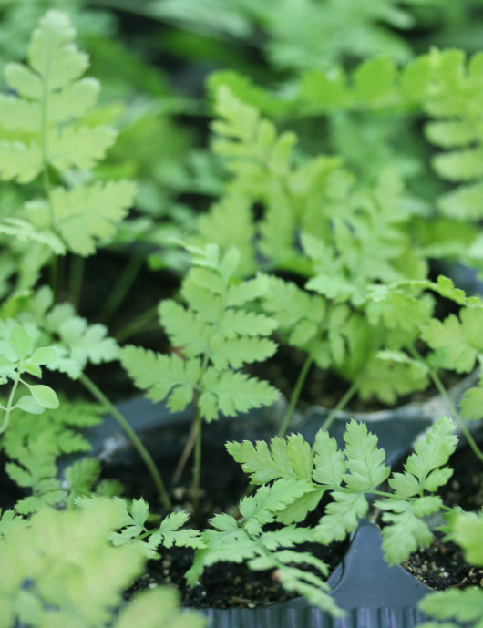 Dryopteris carthusiana - Mini-montañas