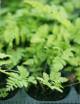 Dryopteris carthusiana - Mini-montañas