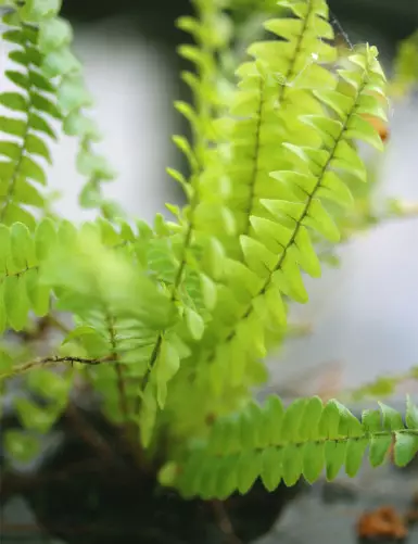 Nephrolepis exaltata -...