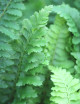 Athyrium spicatum 'cincelado' - Minimotas