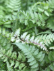 Japanese Metallic Athyrium