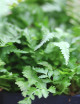 Athyrium Niponicum Metallicum - Mini-motte