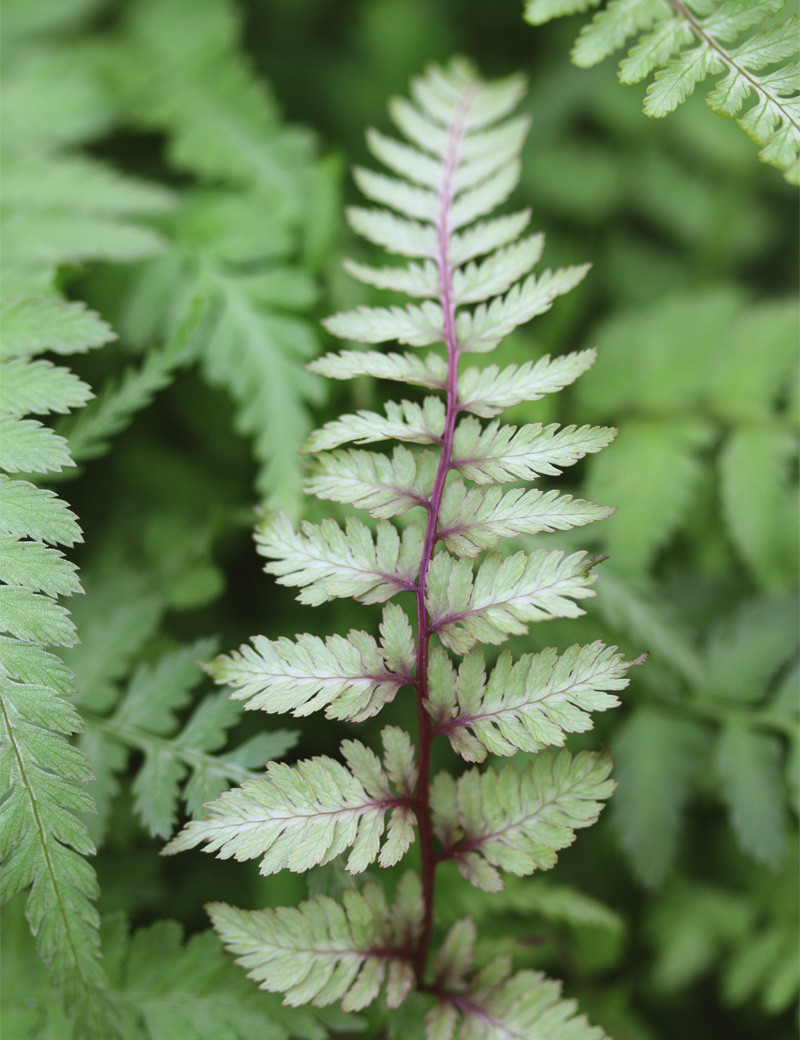 Athyrium Niponicum Metallicum - Mini-motte