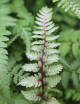 Athyrium Niponicum Metallicum - Mini-motte