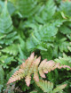 Dryopteris erythrosora - Mini-montículos