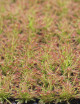 Drosera capensis | Mini-clod plate X 104