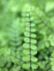 Tricomanos de Asplenium - Minimotas