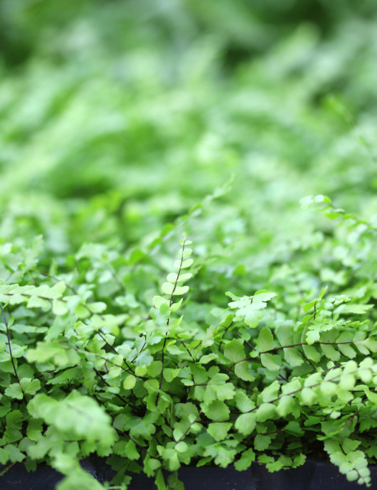 Tricomanos de Asplenium - Minimotas