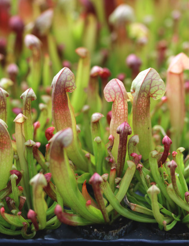 Sarracenia híbrida Barba -...