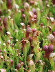 Sarracenia híbrida Barba - Mini-topo