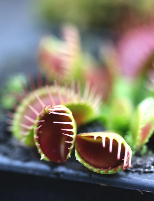 Trampa de embudo Dionaea - Venus atrapamoscas