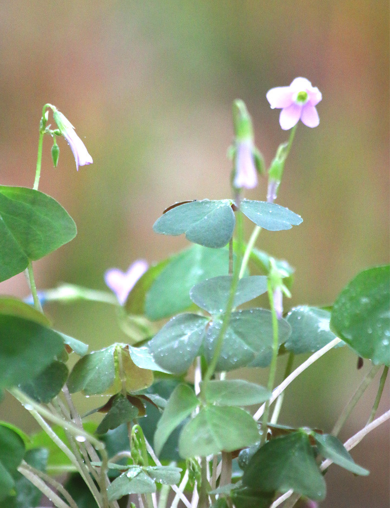 Occalis Triangularis Oxalis triangularis Fanny