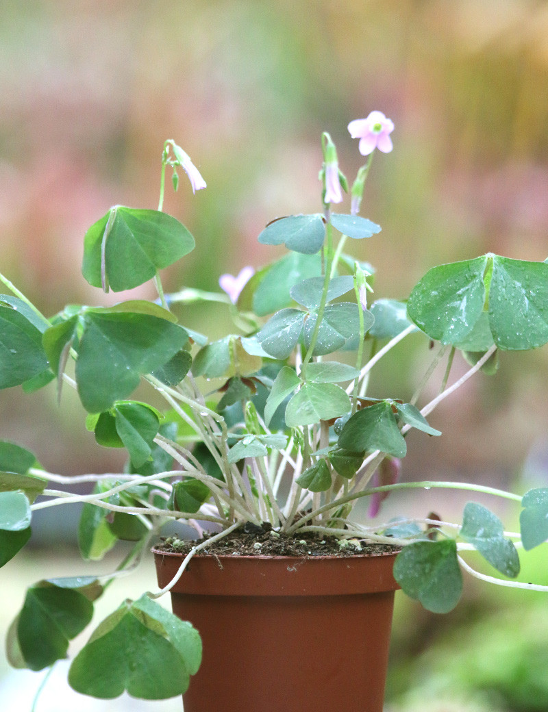 Oxalis triangularis Fanny