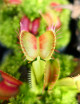 Paquete de 3 Dionaea