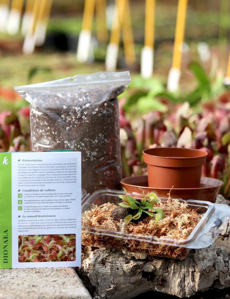 Kit de trasplante Dionaea : ideal para principiantes.