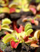 Kit de trasplante Dionaea : ideal para principiantes.