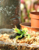 Kit de trasplante Dionaea : ideal para principiantes.