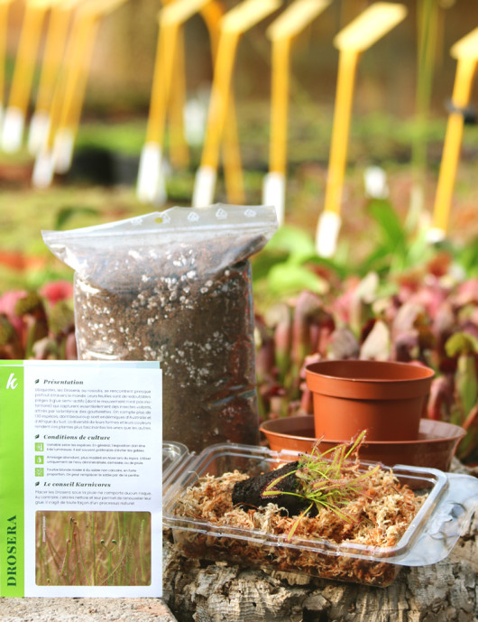 Kit para trasplantar Drosera : ideal para principiantes.