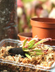 Kit de trasplante Sarracenia : ideal para principiantes.
