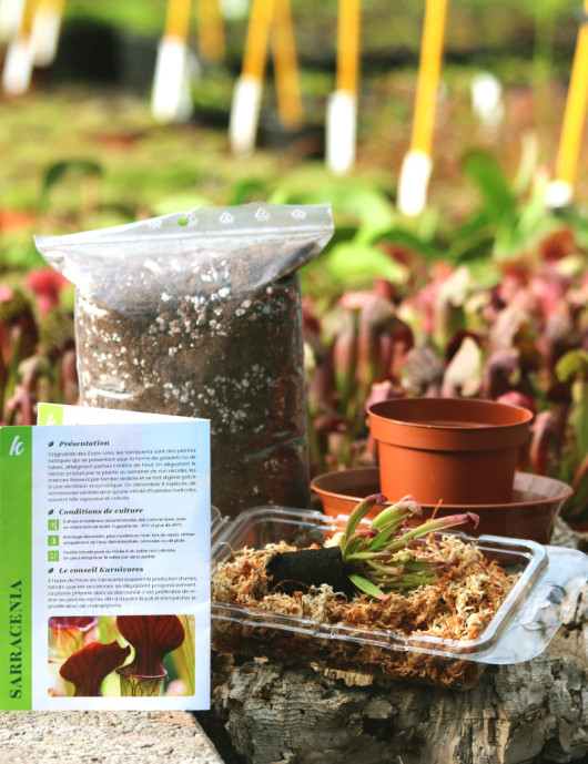 Kit de rempotage Sarracenia – spécial débutant
