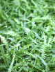 Paquete de 3 helechos | 6 miniplantas