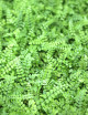 Paquete de 3 helechos | 6 miniplantas