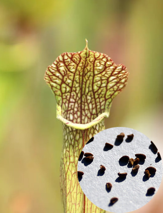 Semillas Sarracenia x (x excellens x readii)