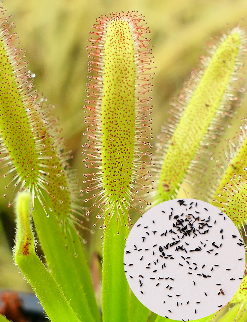 Semillas Drosera capensis con hojas anchas