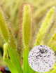 Semillas Drosera capensis con hojas anchas