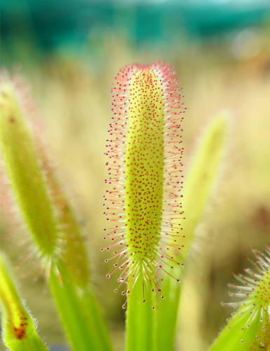 Graines de Drosera capensis feuilles larges