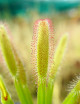 Graines de Drosera capensis feuilles larges