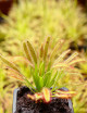 Semillas Drosera capensis con hojas anchas