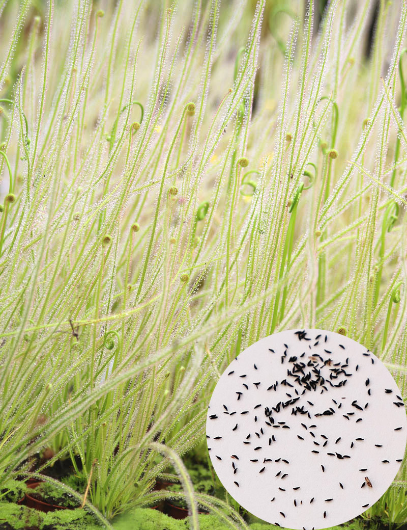 Semillas Drosera filiformis (MEZCLA)