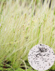 Semillas Drosera filiformis (MEZCLA)