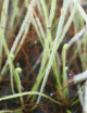 Drosera filiformis var. tracyi - Mini-tapones