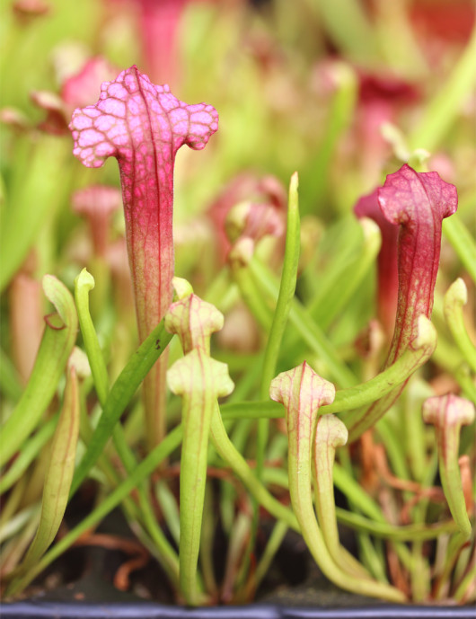 Sarracenia 'Juthatip Soper' - Minimotas