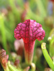 Sarracenia 'Juthatip Soper' - Minimotas