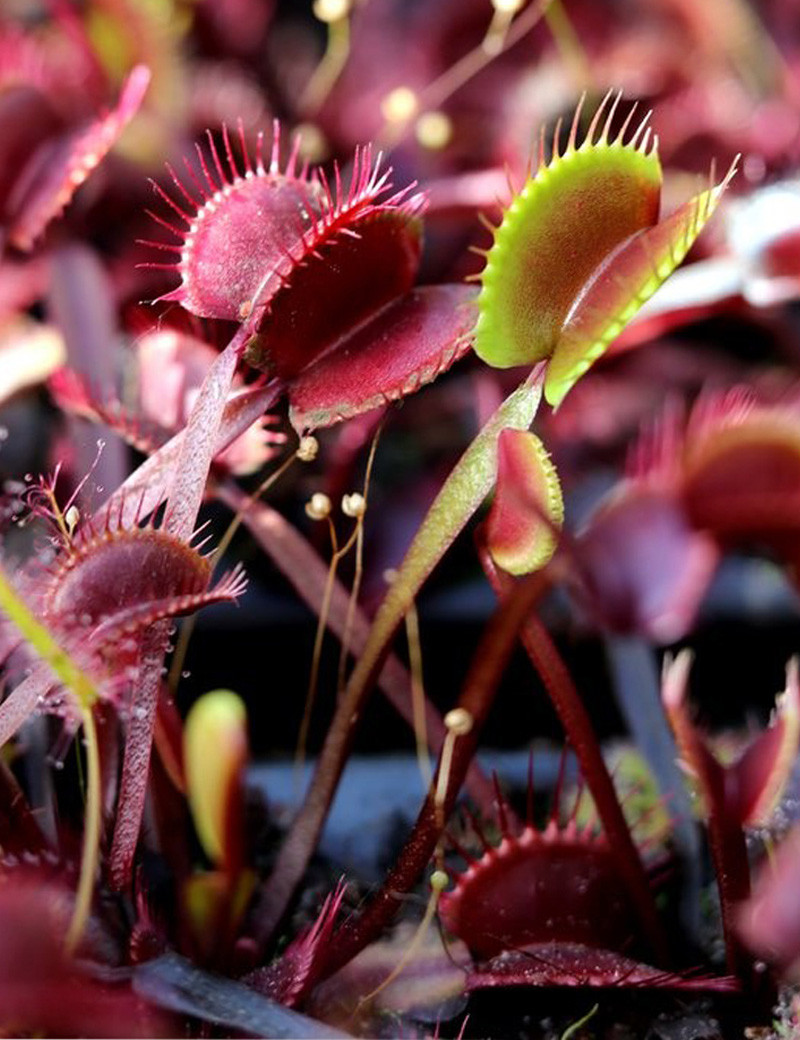 Dionaea muscipula 'Akai ryu' - Minimotas