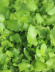 Asplenium scolopendrium - Minimotas