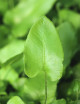 Asplenium scolopendrium - Minimotas